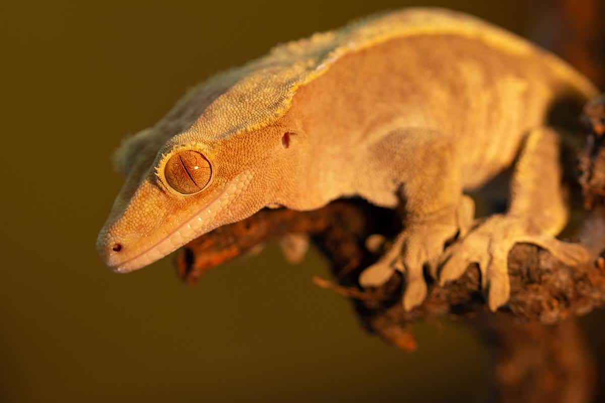 Is Crested Gecko the ideal pet for you ?