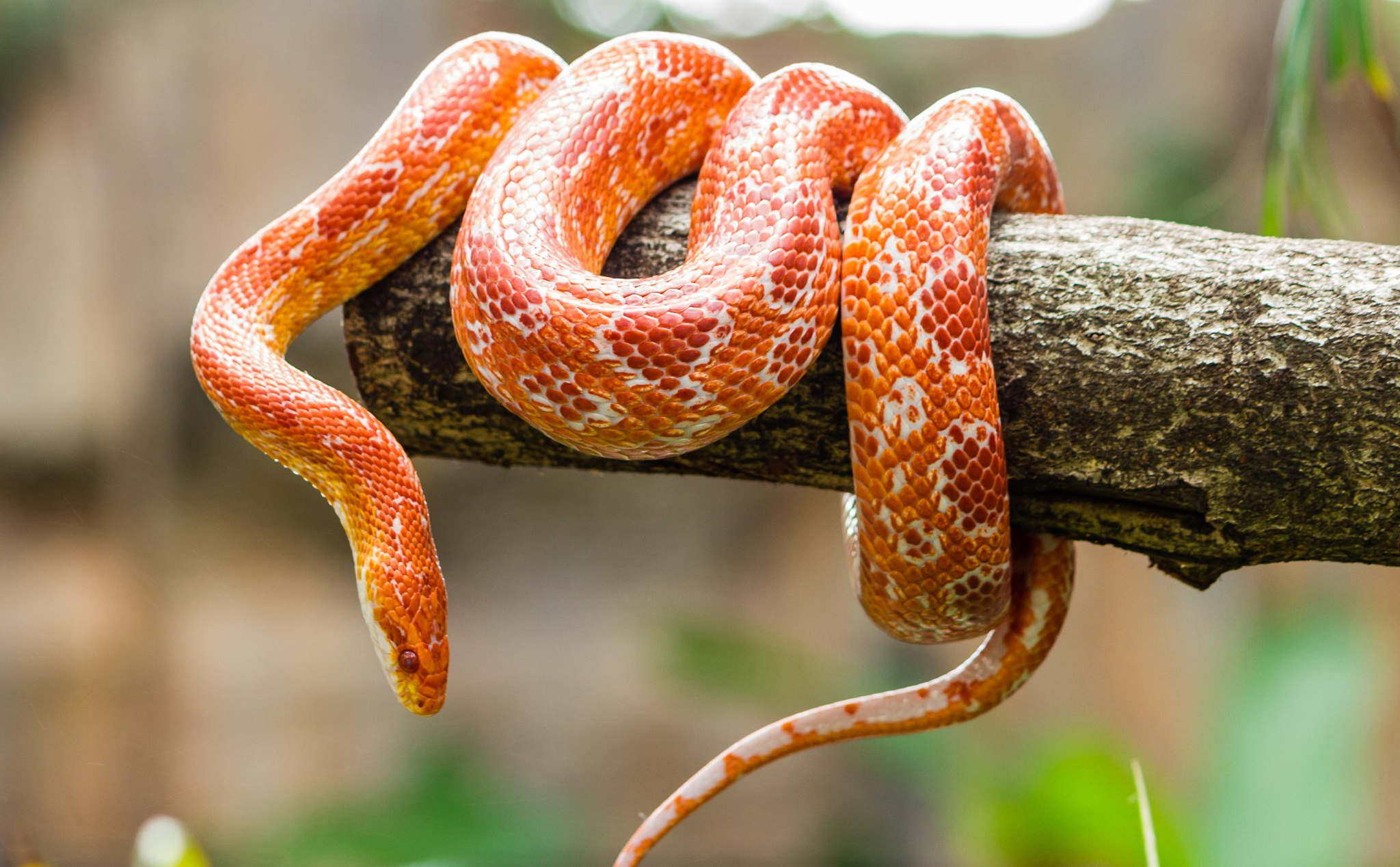 Is Corn Snake the ideal pet for you ?