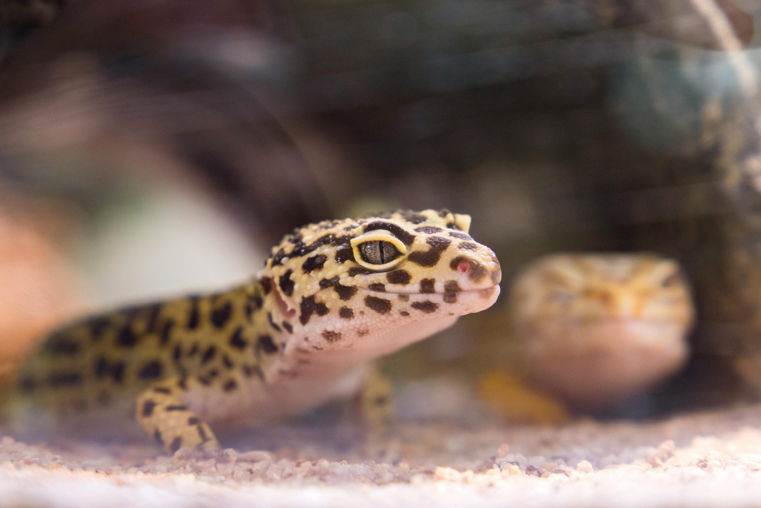 How to Spot and Treat Respiratory Infection for Your Reptile