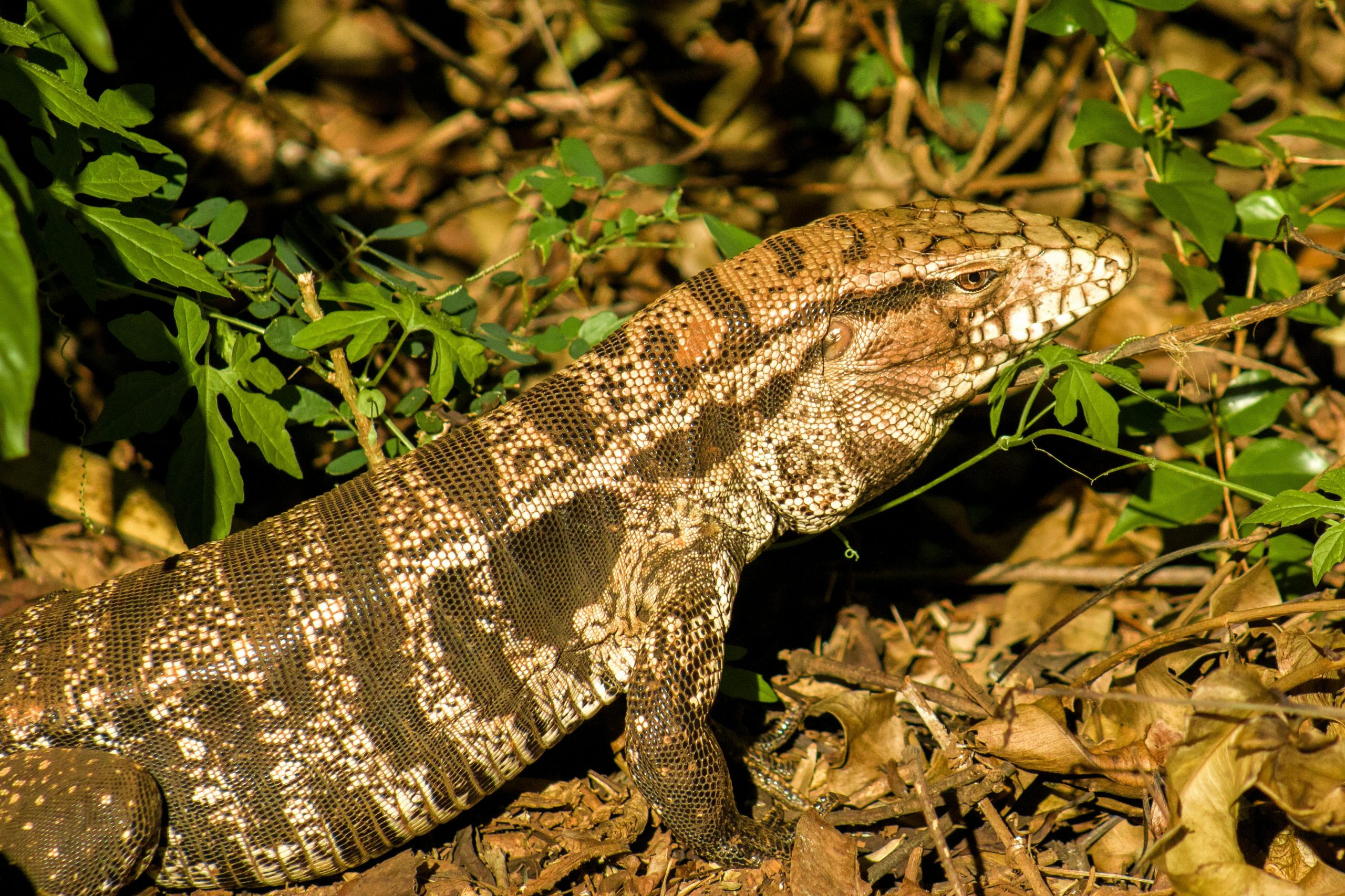 Is Argentine Tegu the ideal pet for you ?