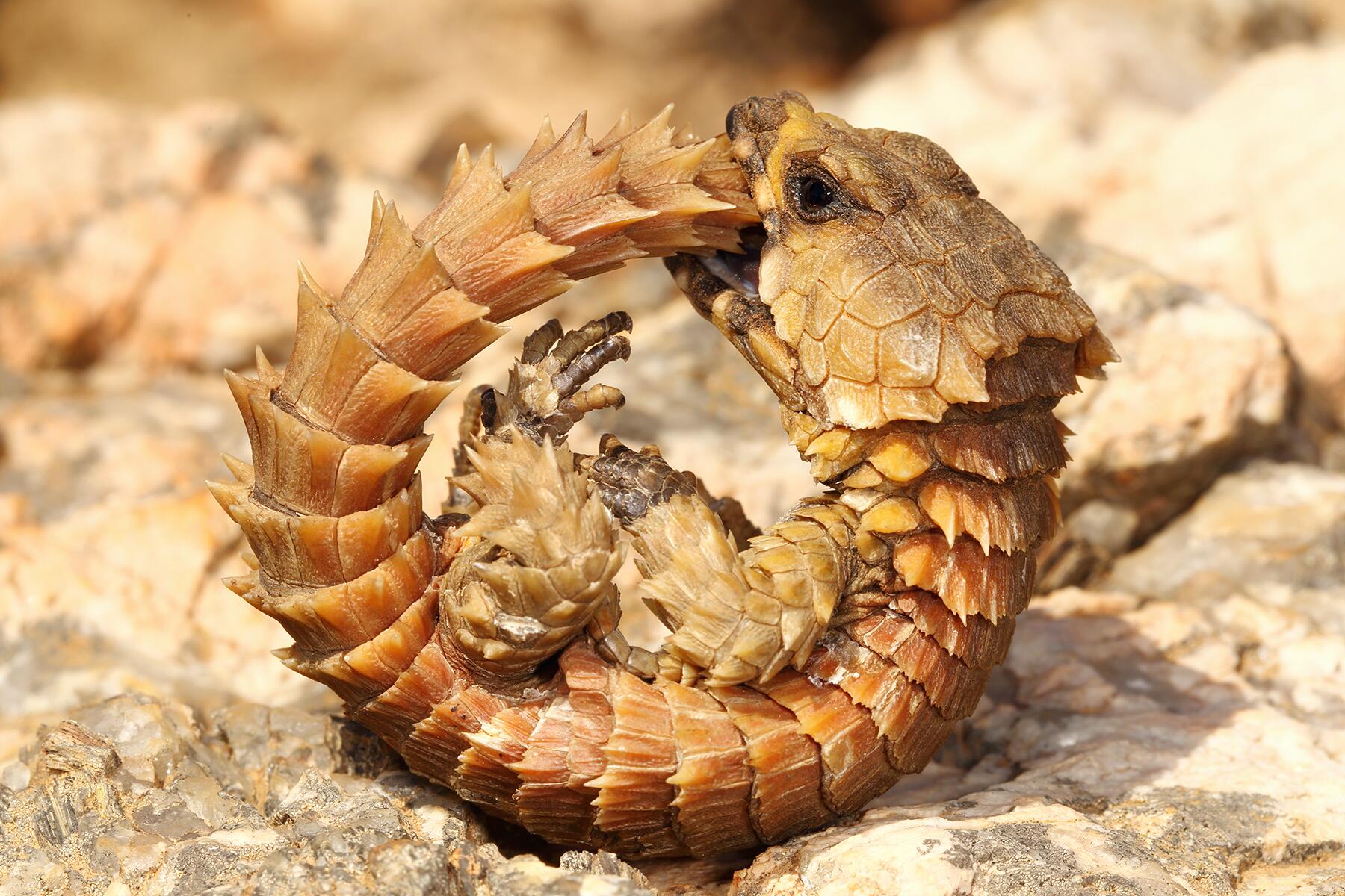 Is Armadillo Lizard the ideal pet for you ?