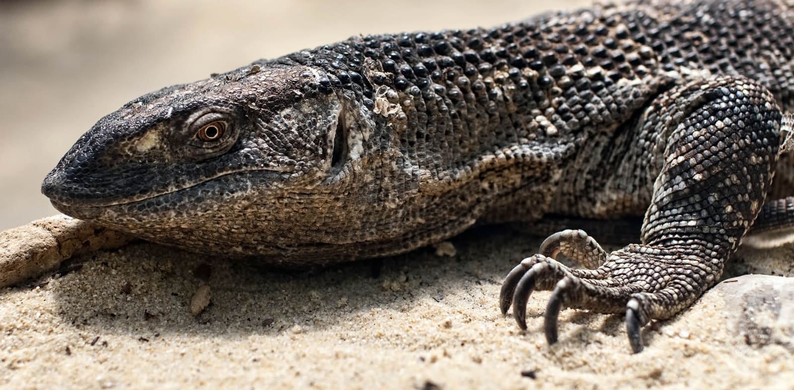 Is Black Throat Monitor the ideal pet for you ?