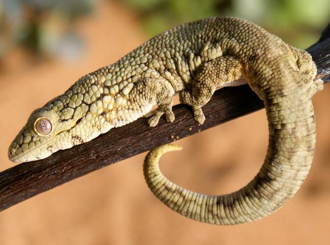 Is Chameleon Gecko the ideal pet for you ?