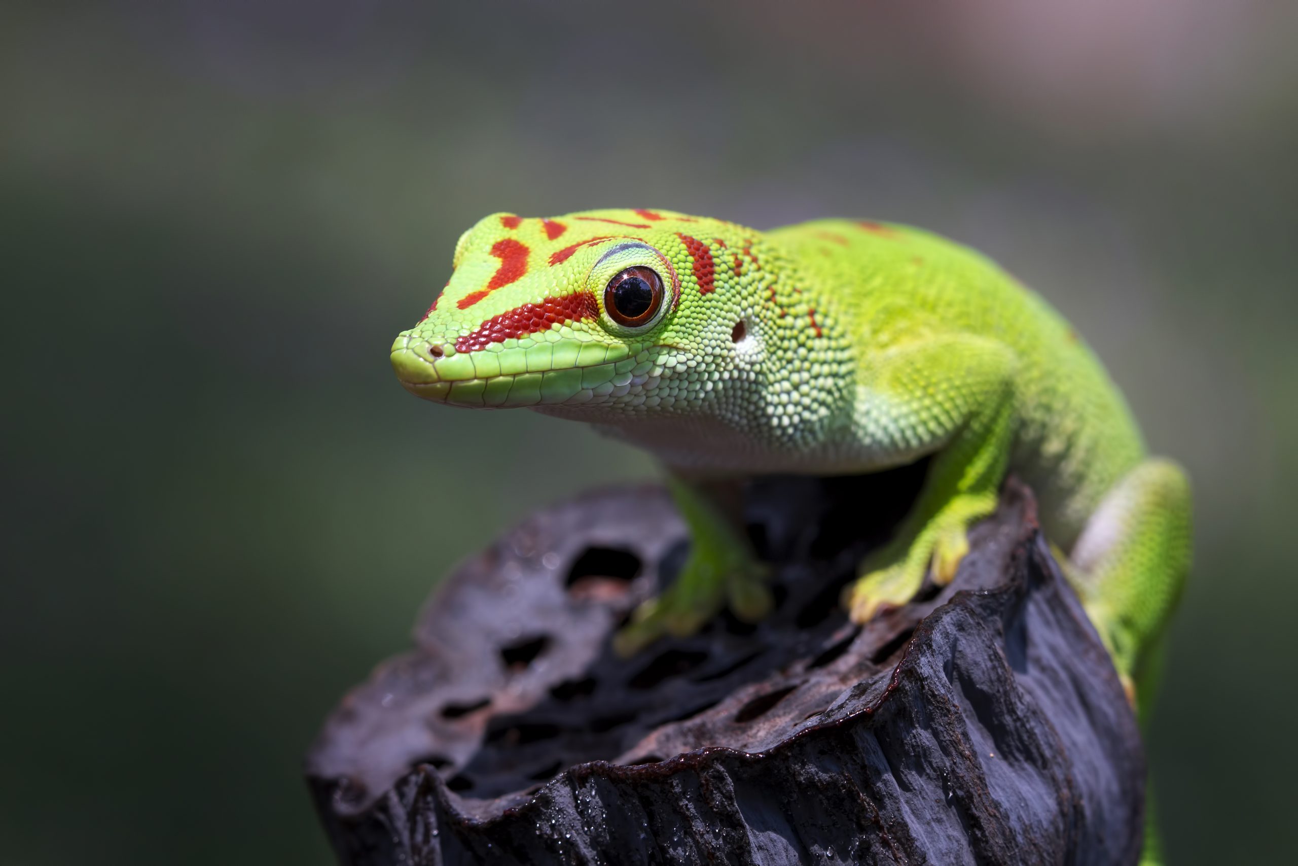 Is Giant Day Gecko the ideal pet for you ?