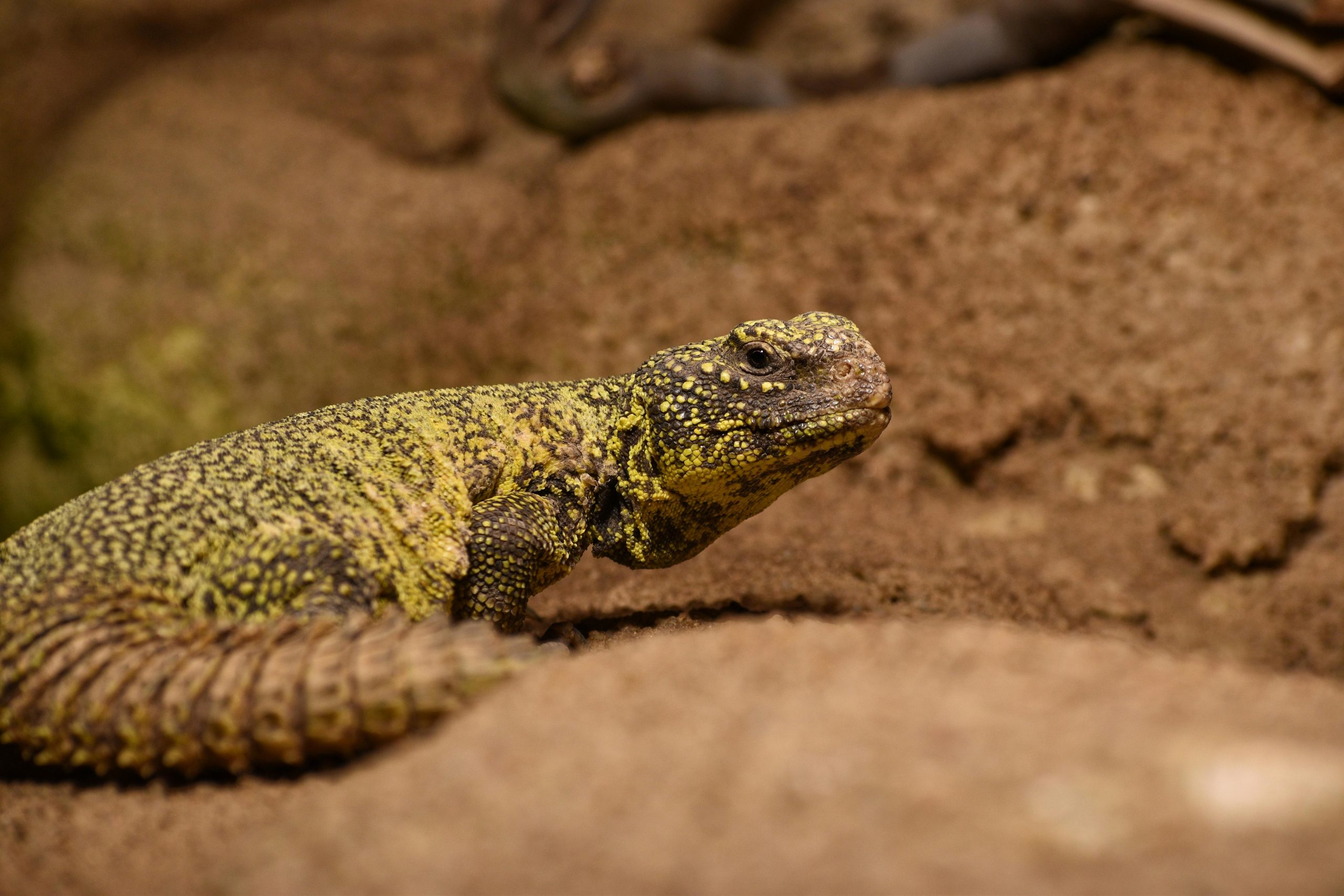 Is Uromastyx the ideal pet for you ?