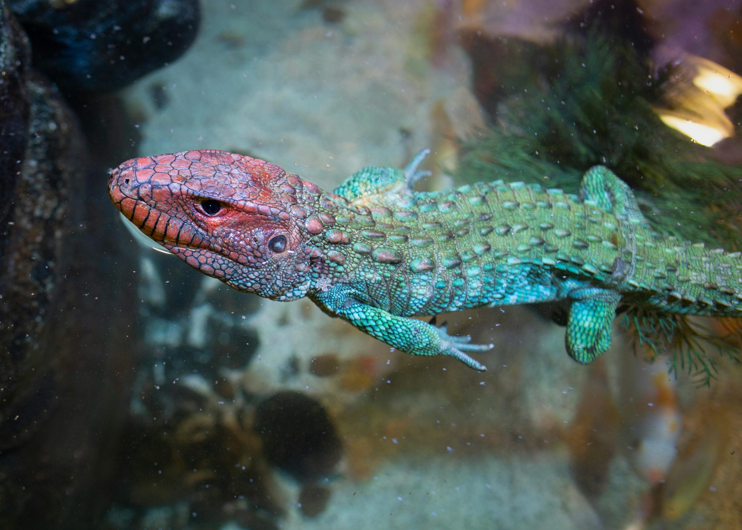 Is Caiman Lizard the ideal pet for you ?