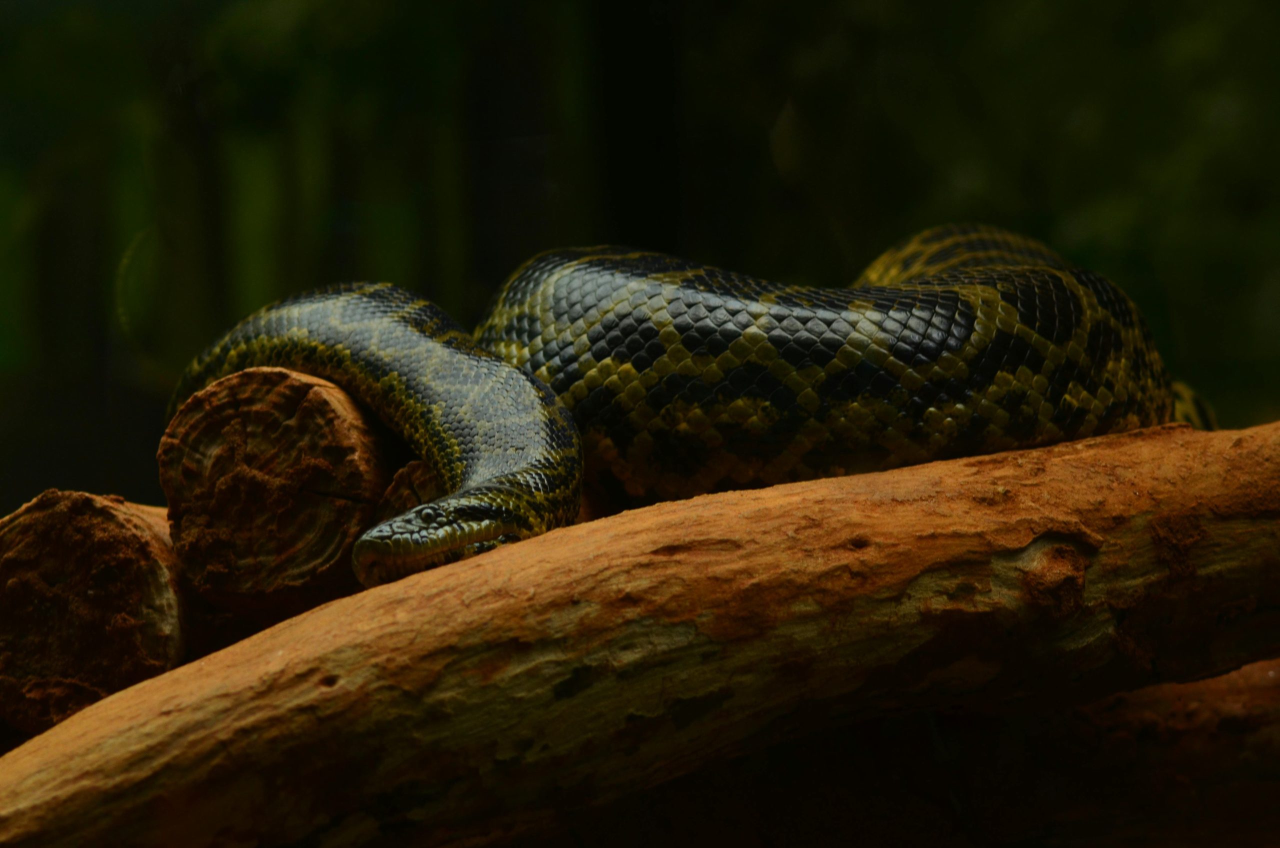 How to Feed a Snake: A Complete Guide