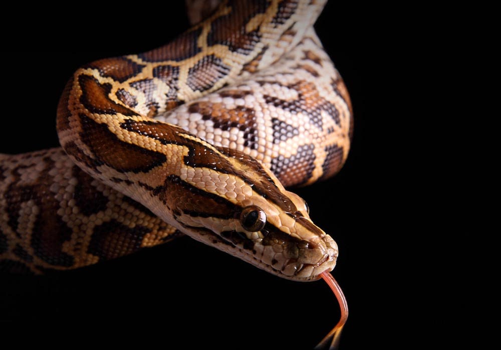 Is Burmese Python the ideal pet for you ?