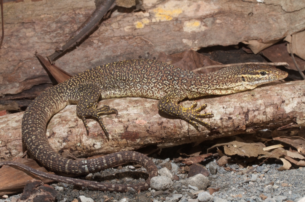 Is Timor Monitor the ideal pet for you ?