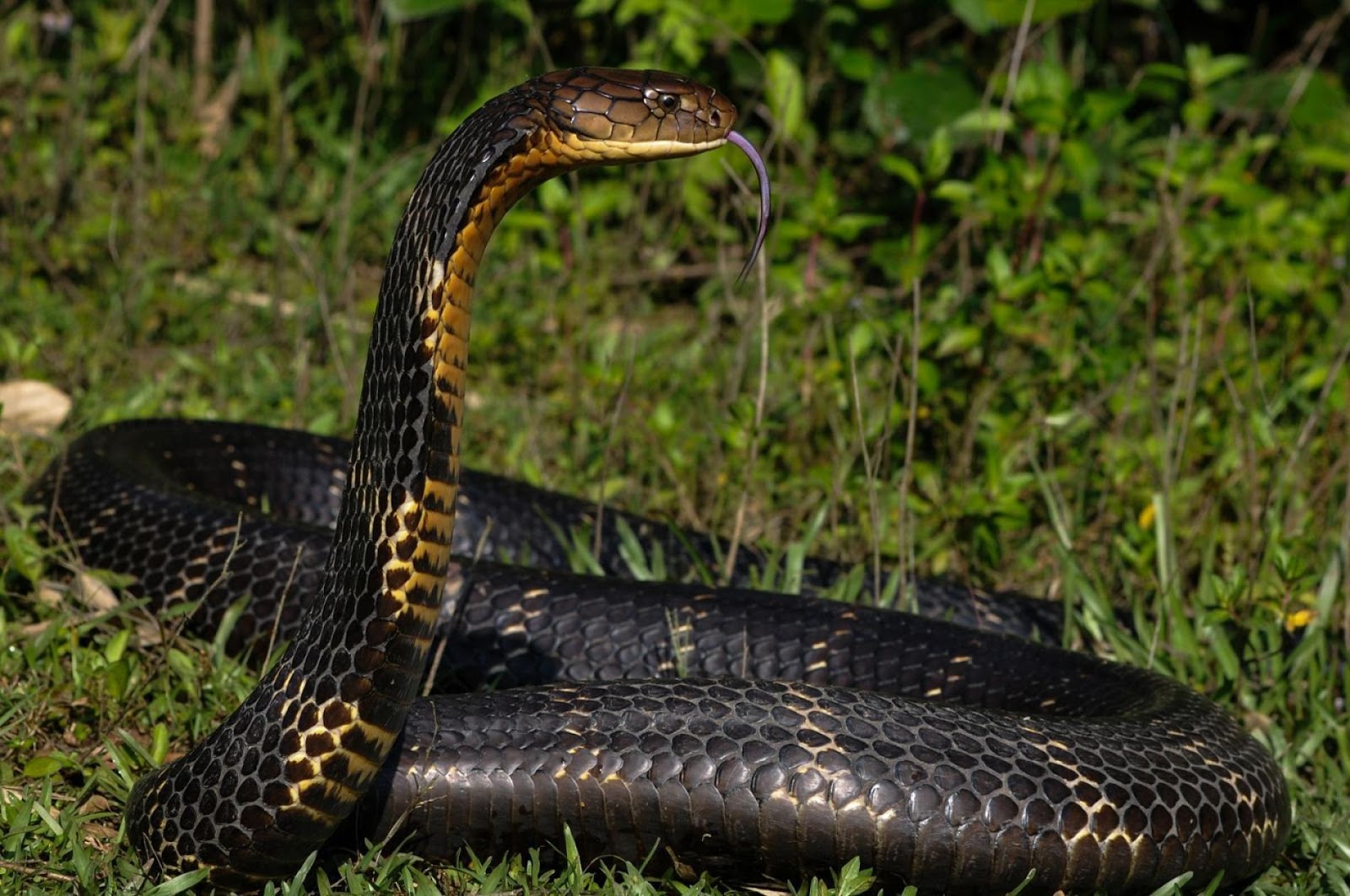 Is King Cobra the ideal pet for you ?