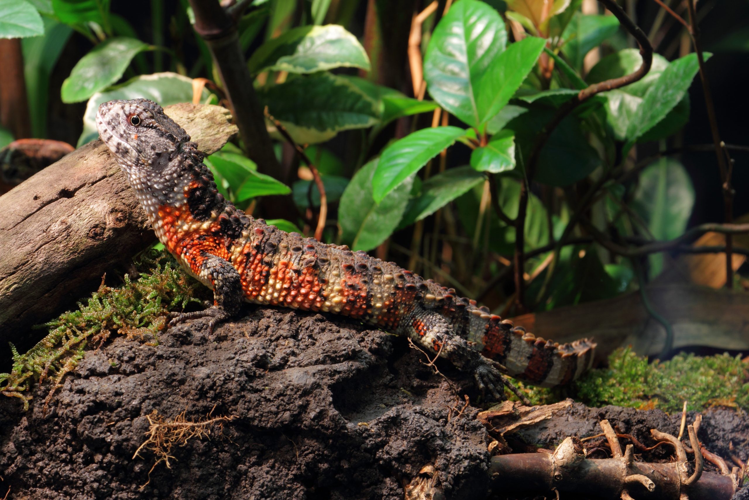 Is Chinese Crocodile Lizard the ideal pet for you ?