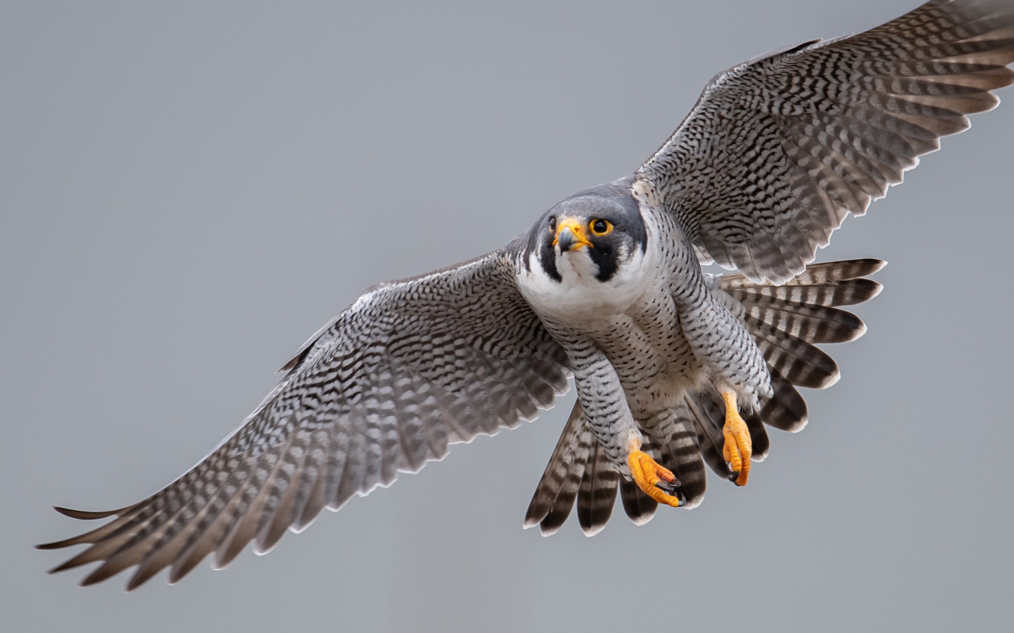 Is Peregrine Falcon the ideal pet for you ?