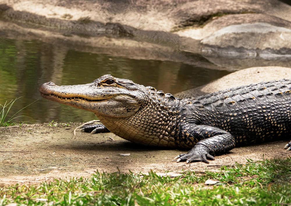 Is American Alligator the ideal pet for you ?