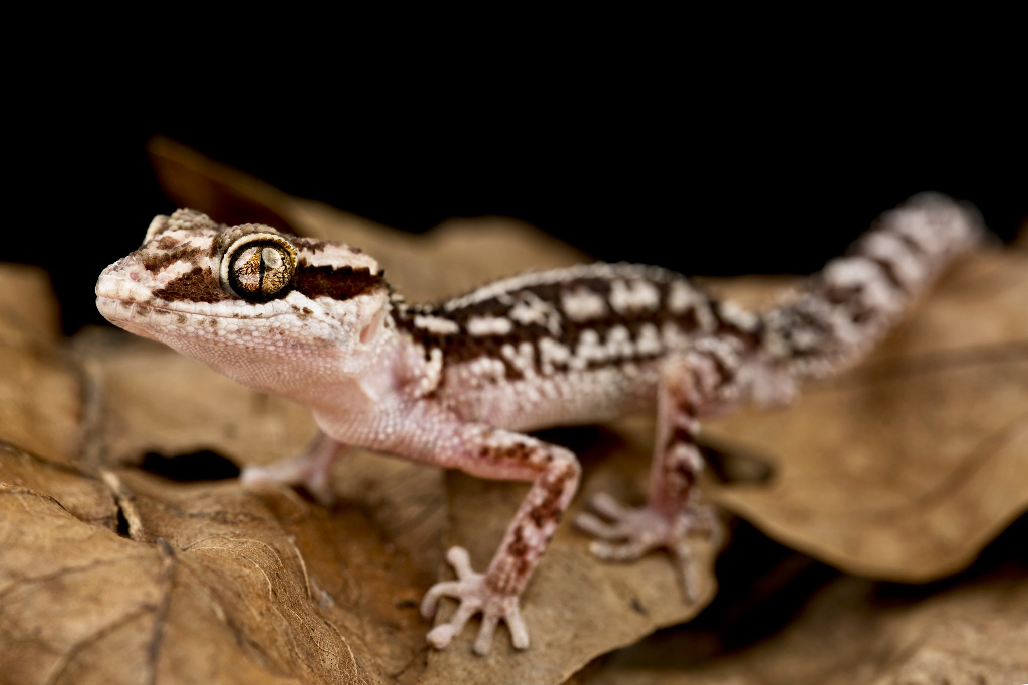 Is Pictus Gecko the ideal pet for you ?