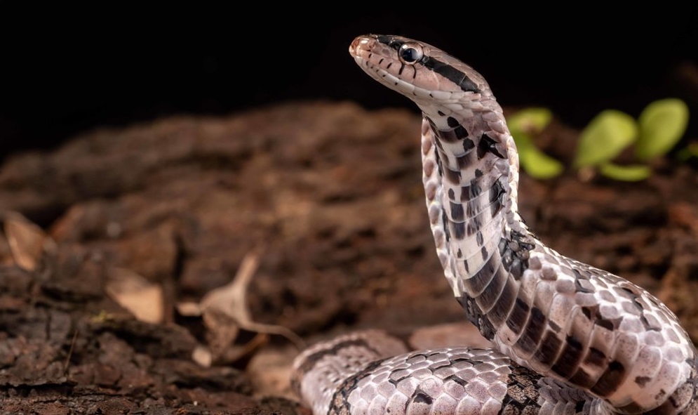 Is False Water Cobra the ideal pet for you ?