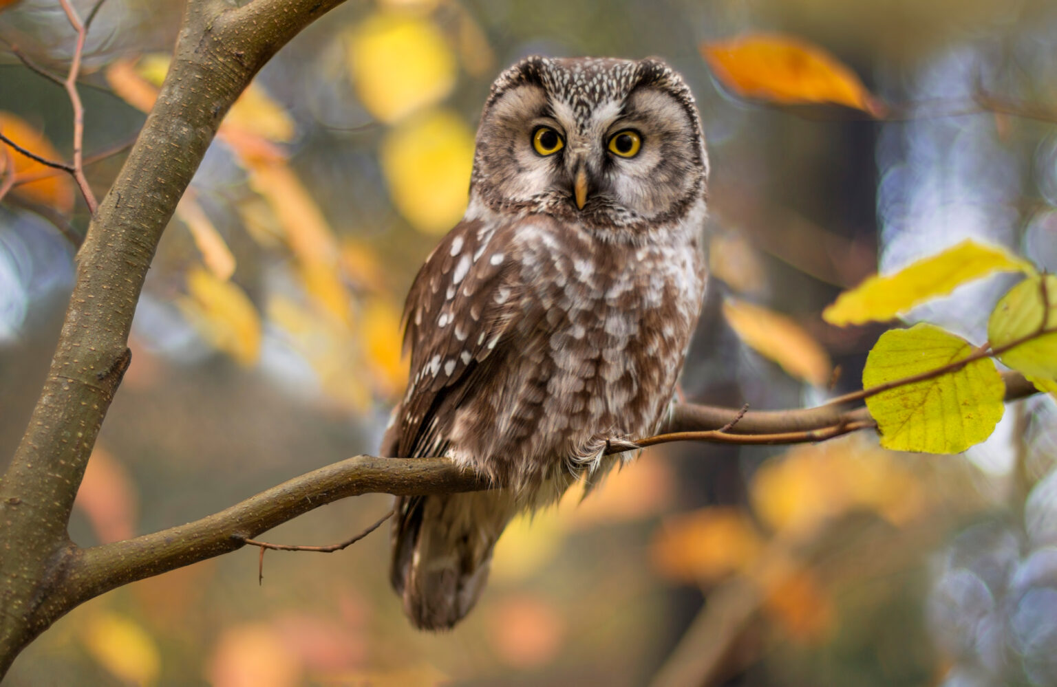 Is Owl the ideal pet for you ?