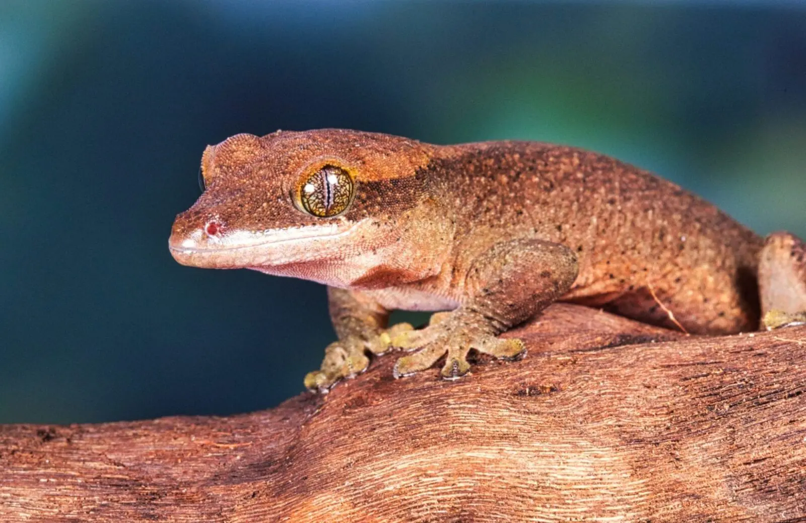 Is Sarasins’ Giant Gecko the ideal pet for you ?