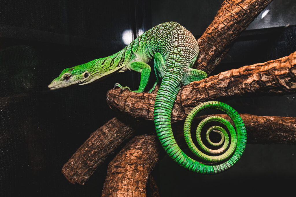 Is Green Tree Monitor the ideal pet for you ?