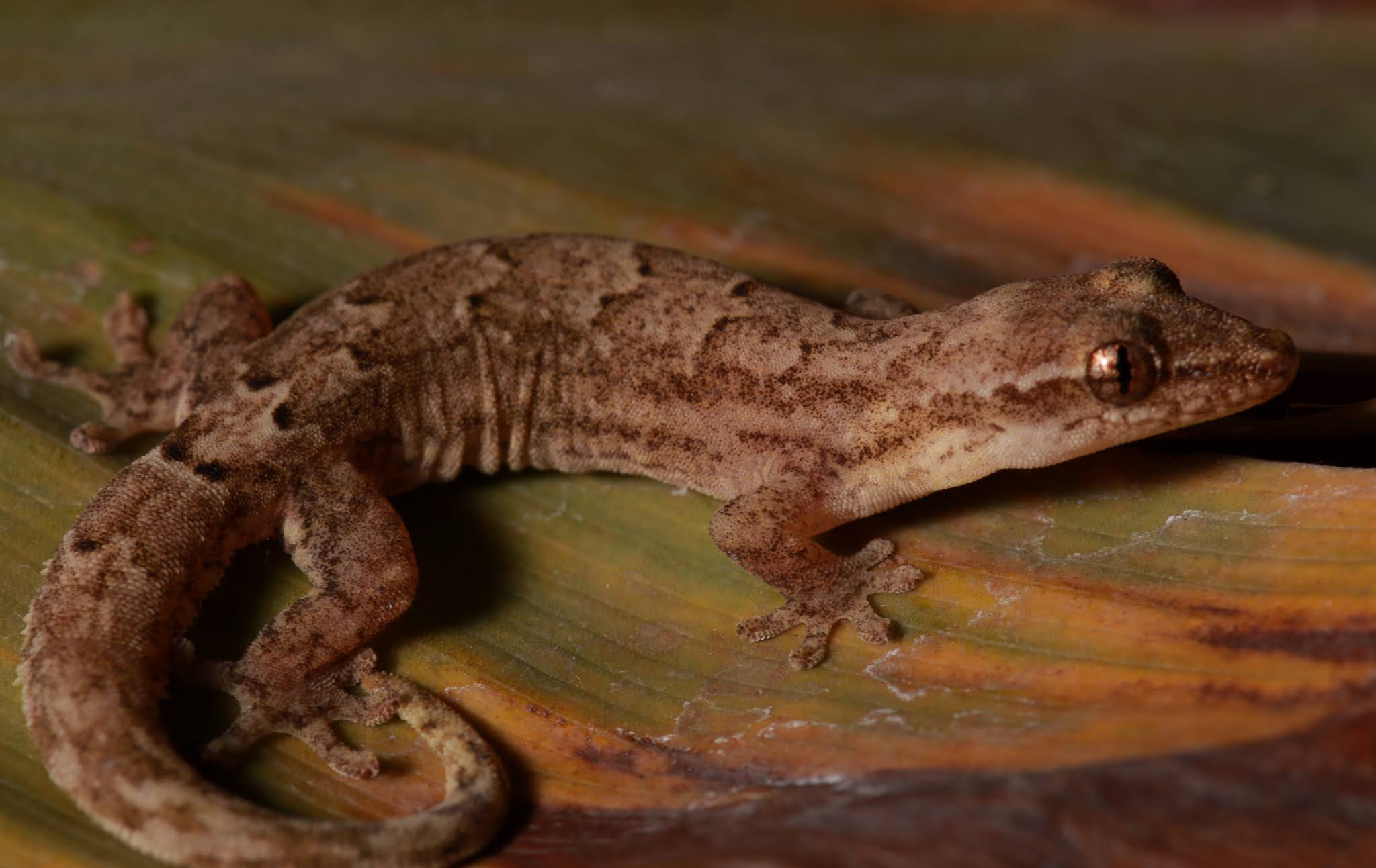 Is Mourning Gecko the ideal pet for you ?