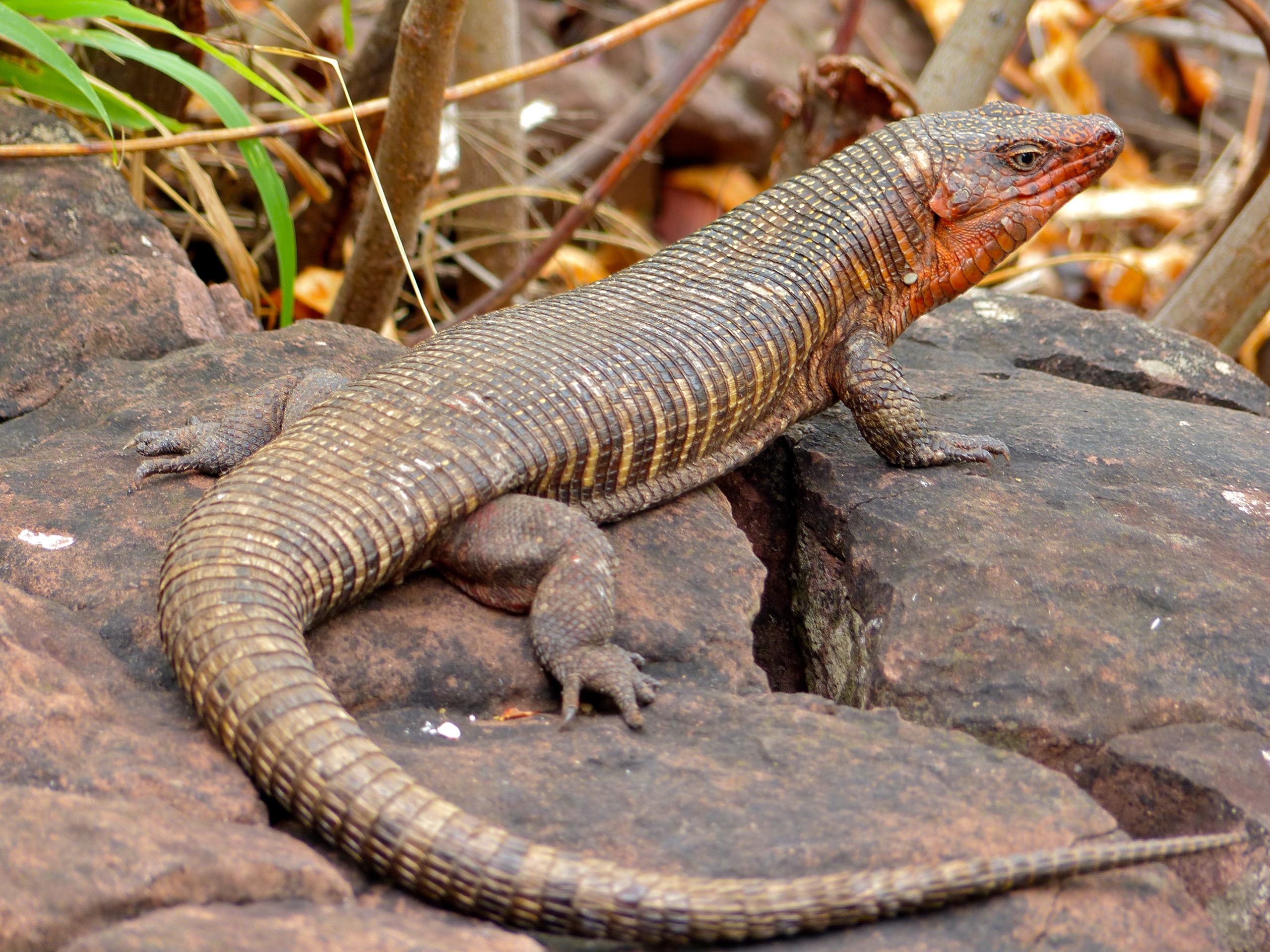 Is Giant Plated Lizard the ideal pet for you ?