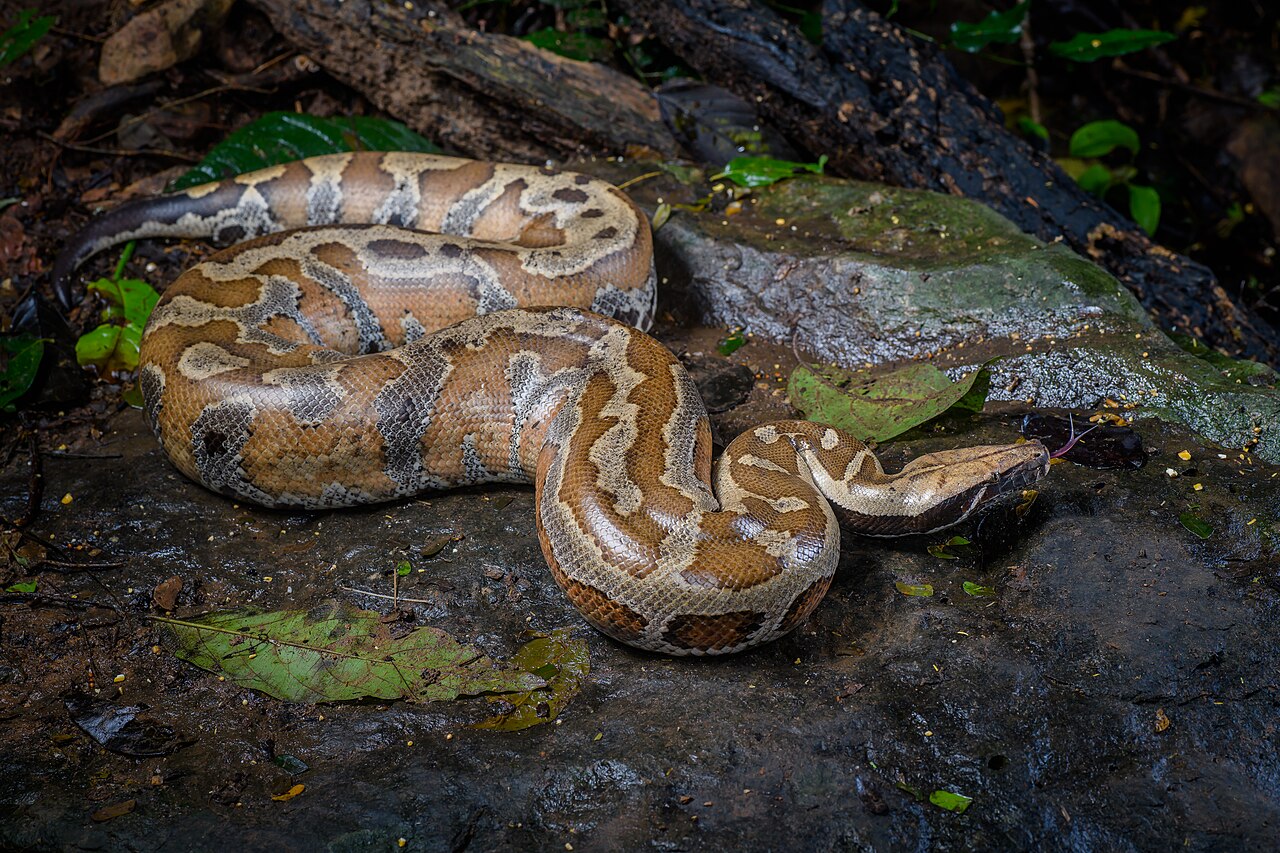 Is Blood Python the ideal pet for you ?