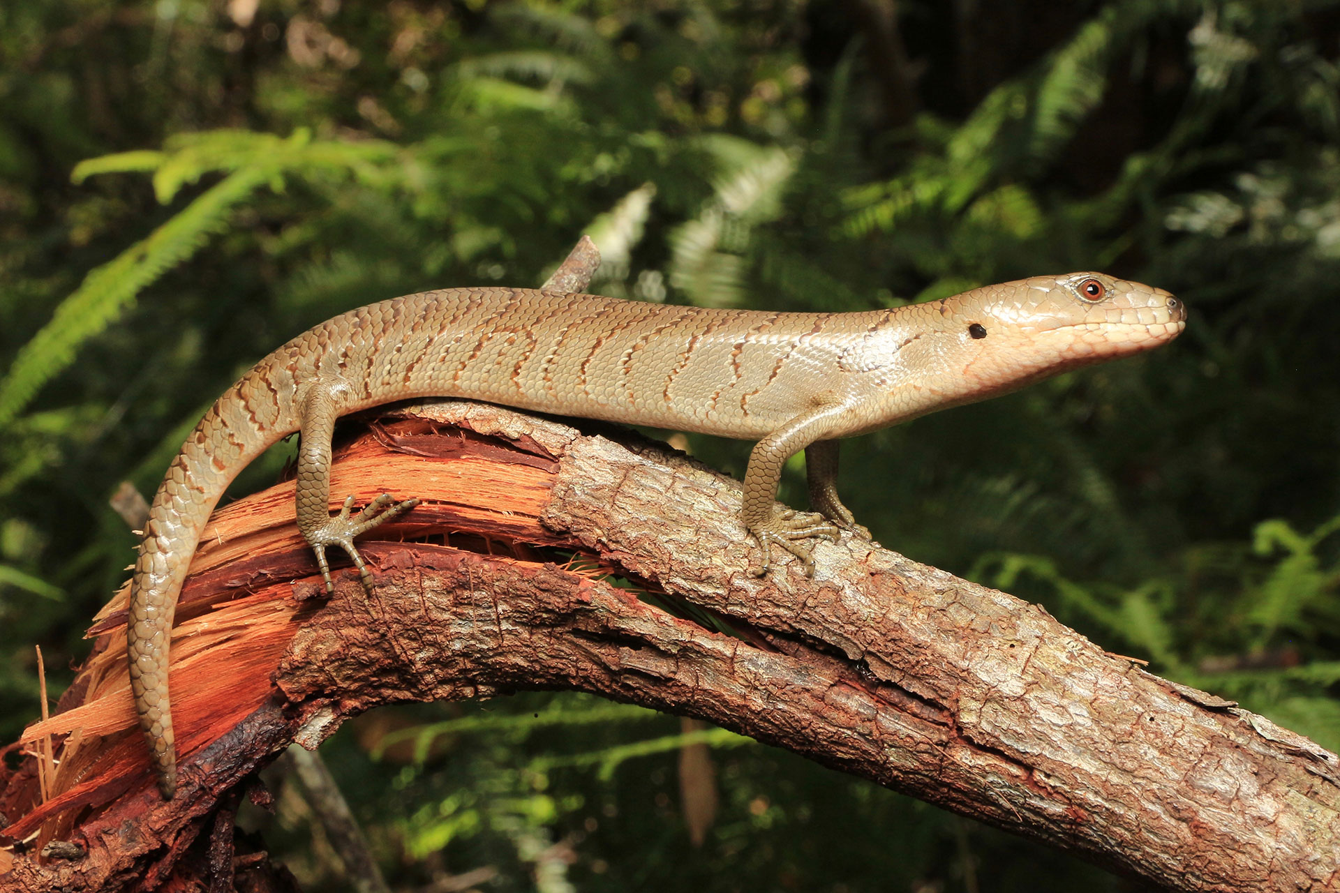 Is Pink Tongue Skink the ideal pet for you ?