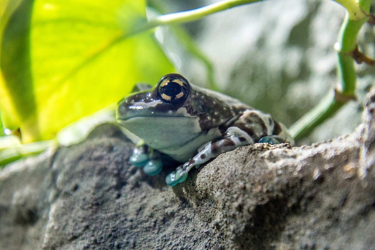 Is Amazon Milk Frog the ideal pet for you ?