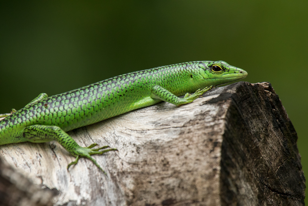 Is Emerald Tree Skink the ideal pet for you ?