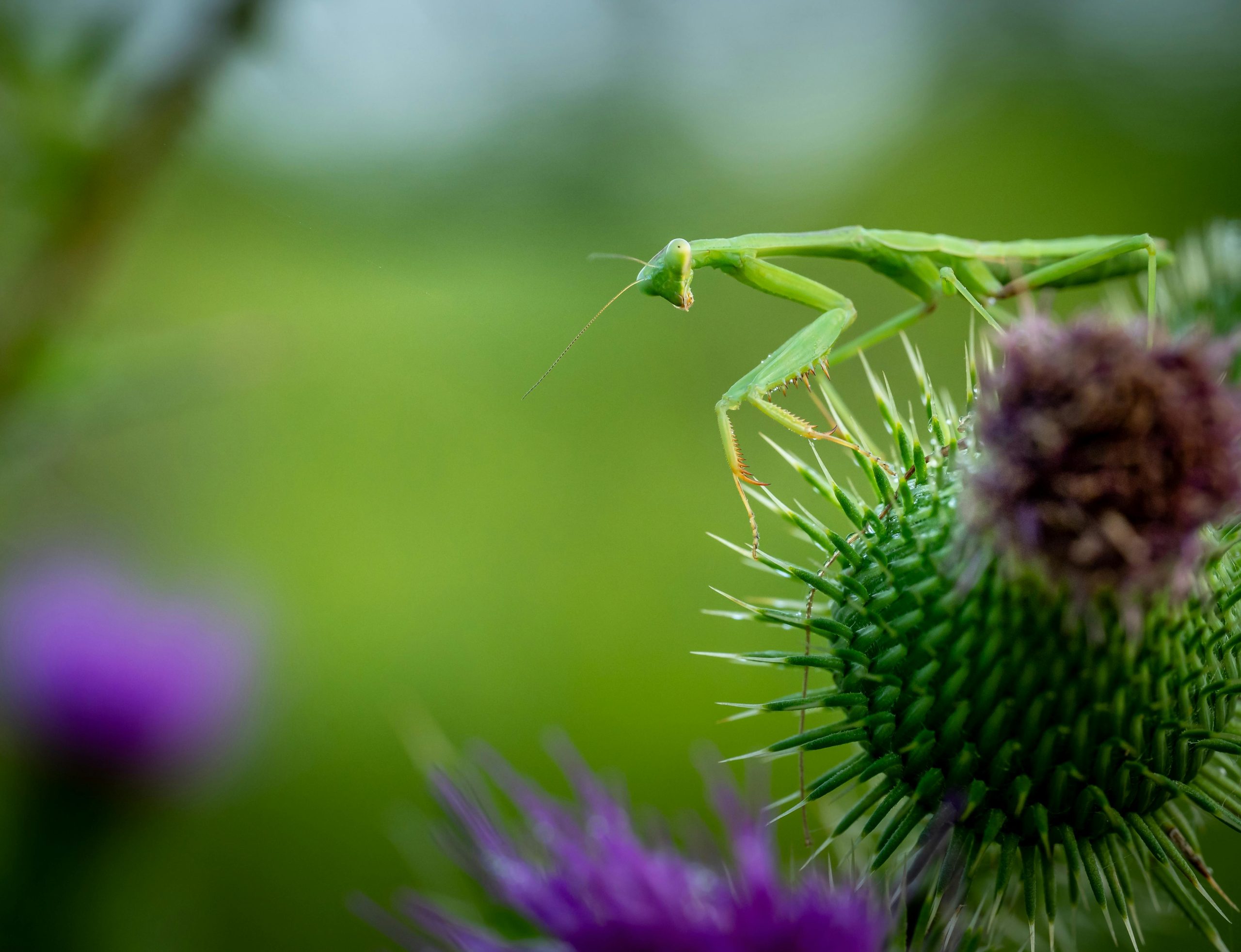 Is Praying Mantis the ideal pet for you ?