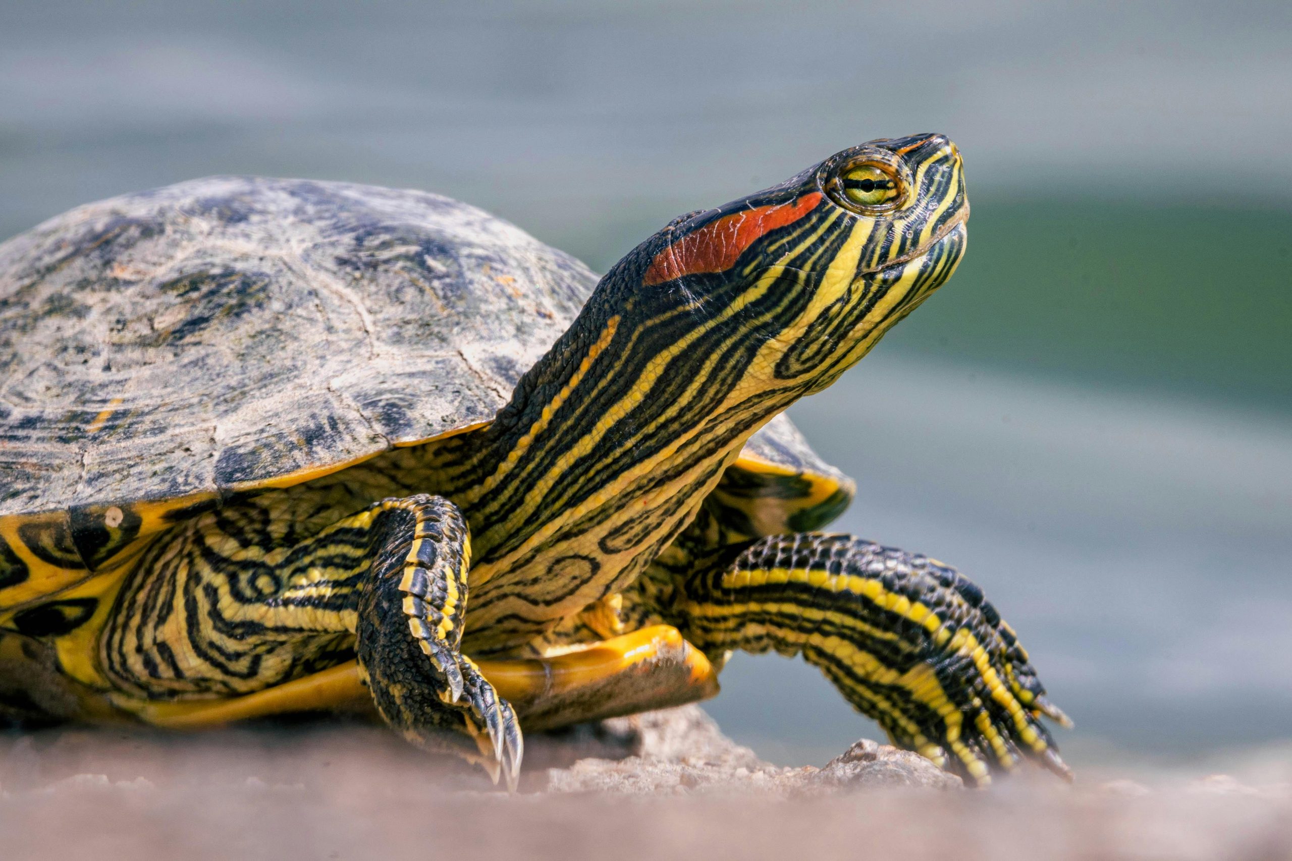 Is Red-Eared Slider the ideal pet for you ?