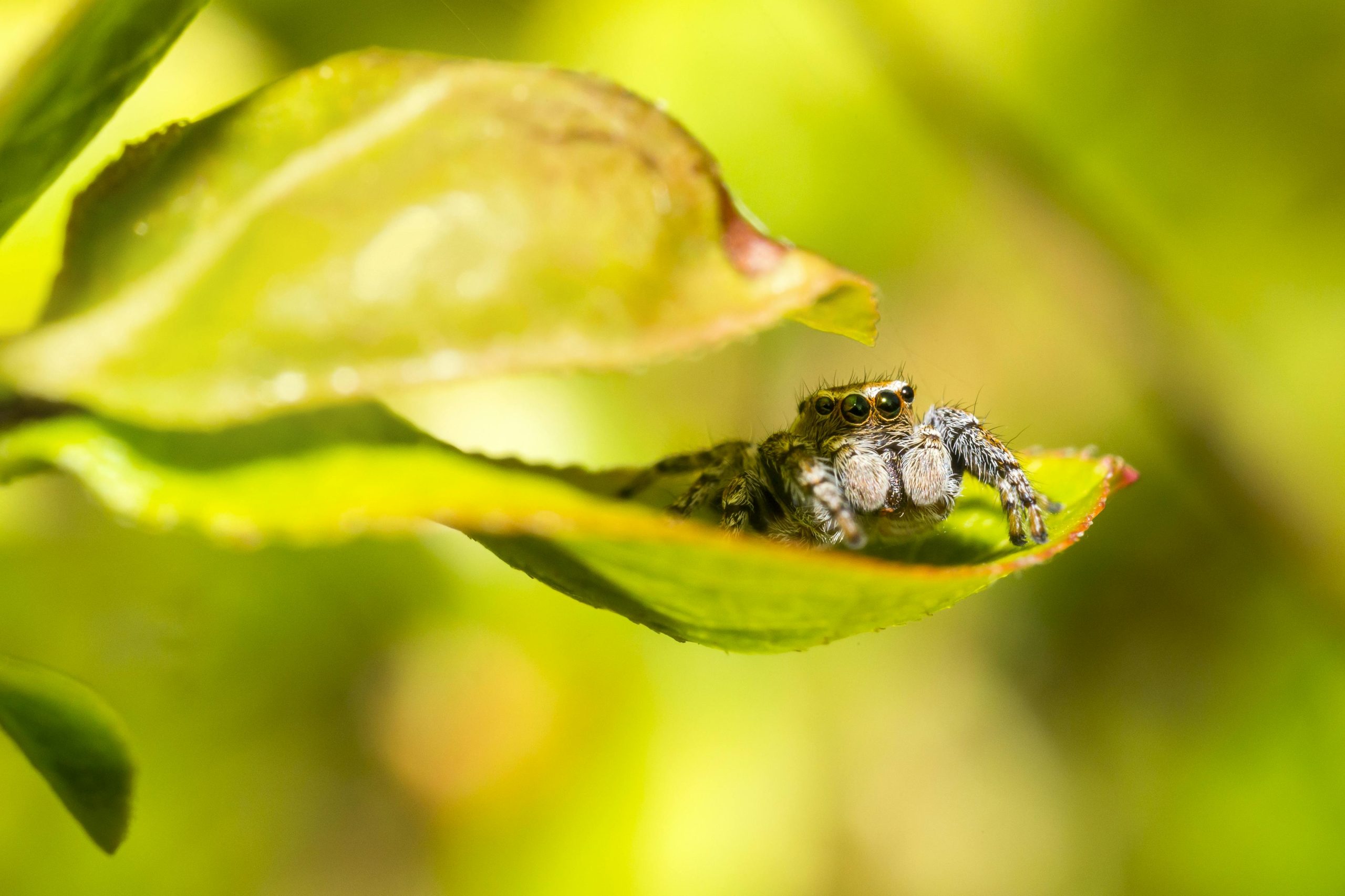 Is Jumping Spider the ideal pet for you ?