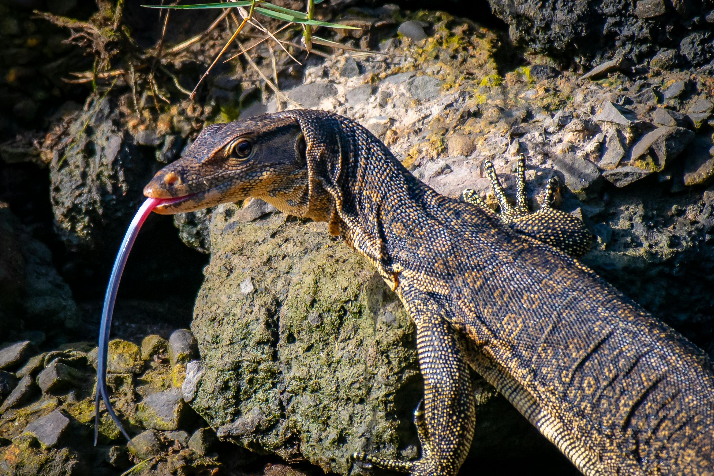 Is Asian Water Monitor the ideal pet for you ?