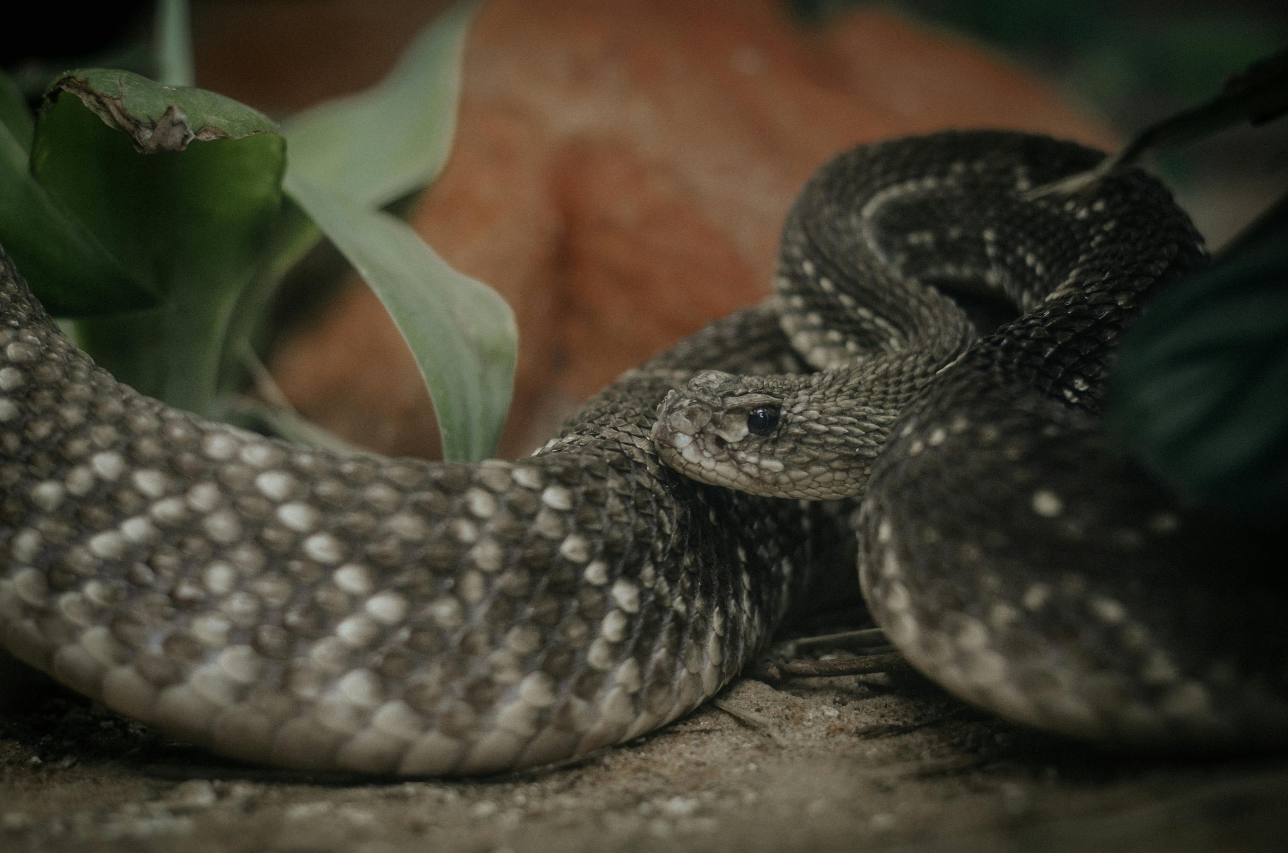 Is Rattlesnake the ideal pet for you ?