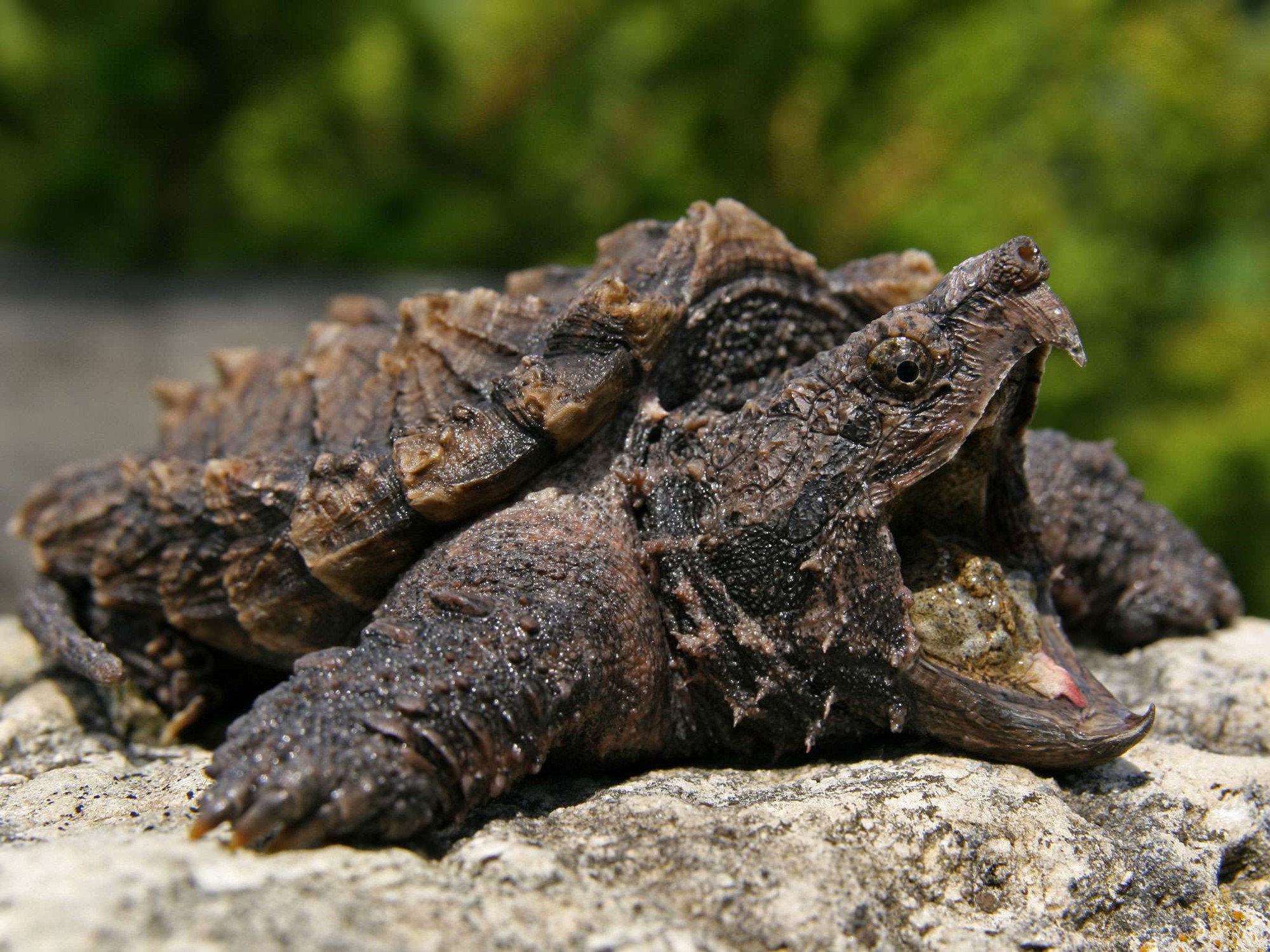 Is Alligator Snapping Turtle the ideal pet for you ?