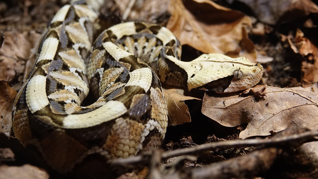 Is Gaboon Viper the ideal pet for you ?