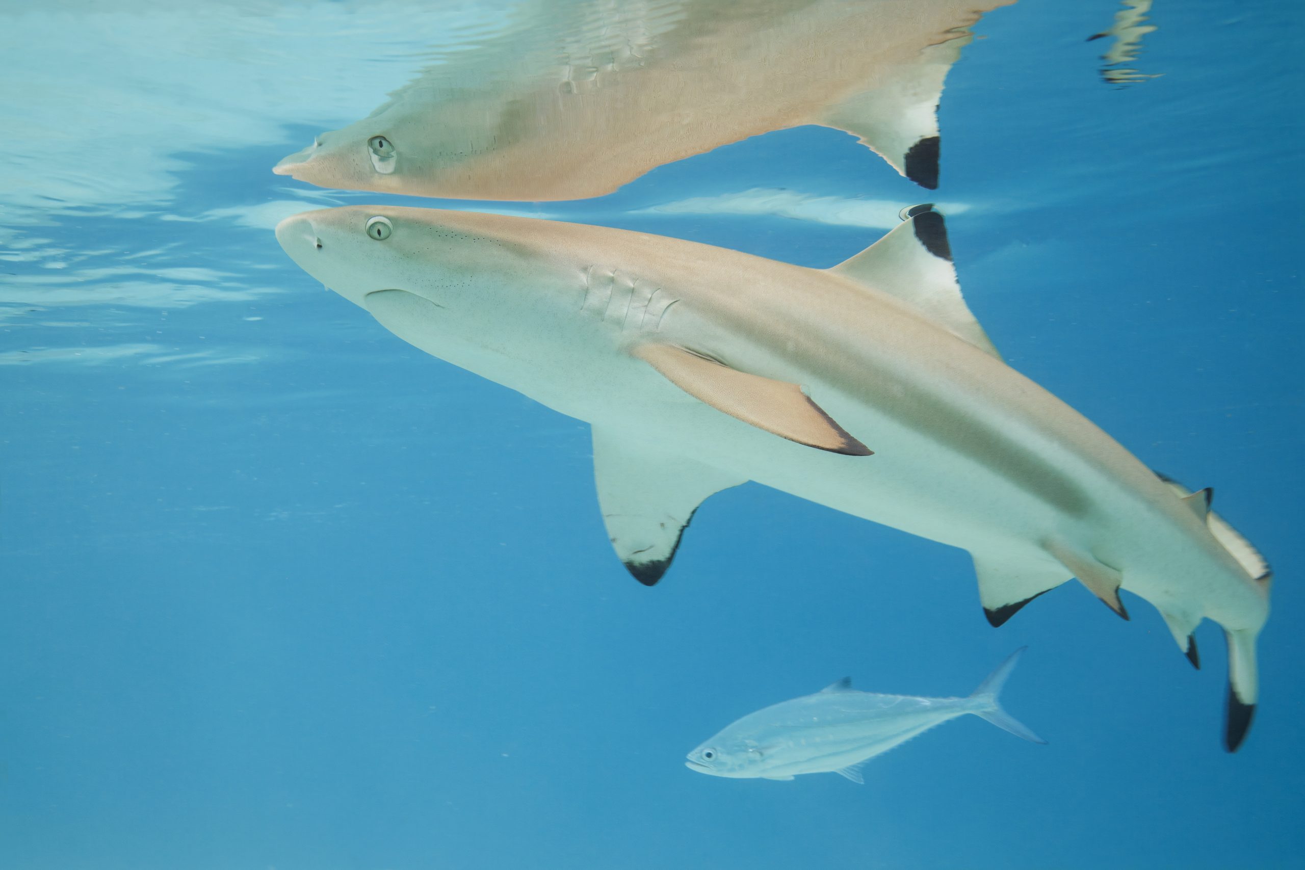 Is Blacktip Reef Shark the ideal pet for you ?