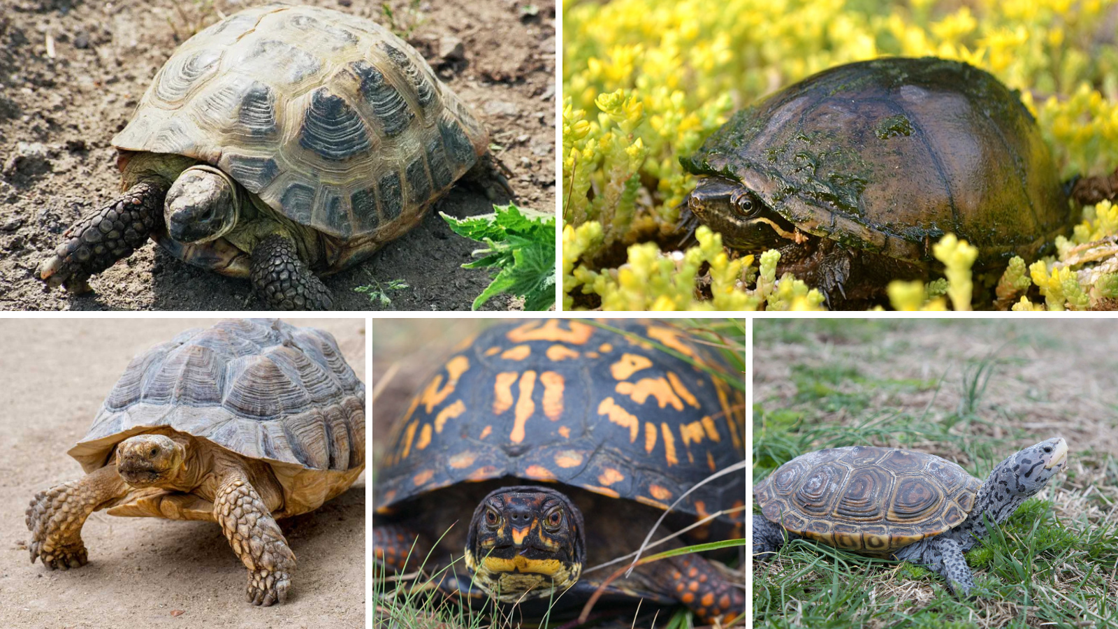 Top 5 Unique Turtles for Pet Lovers