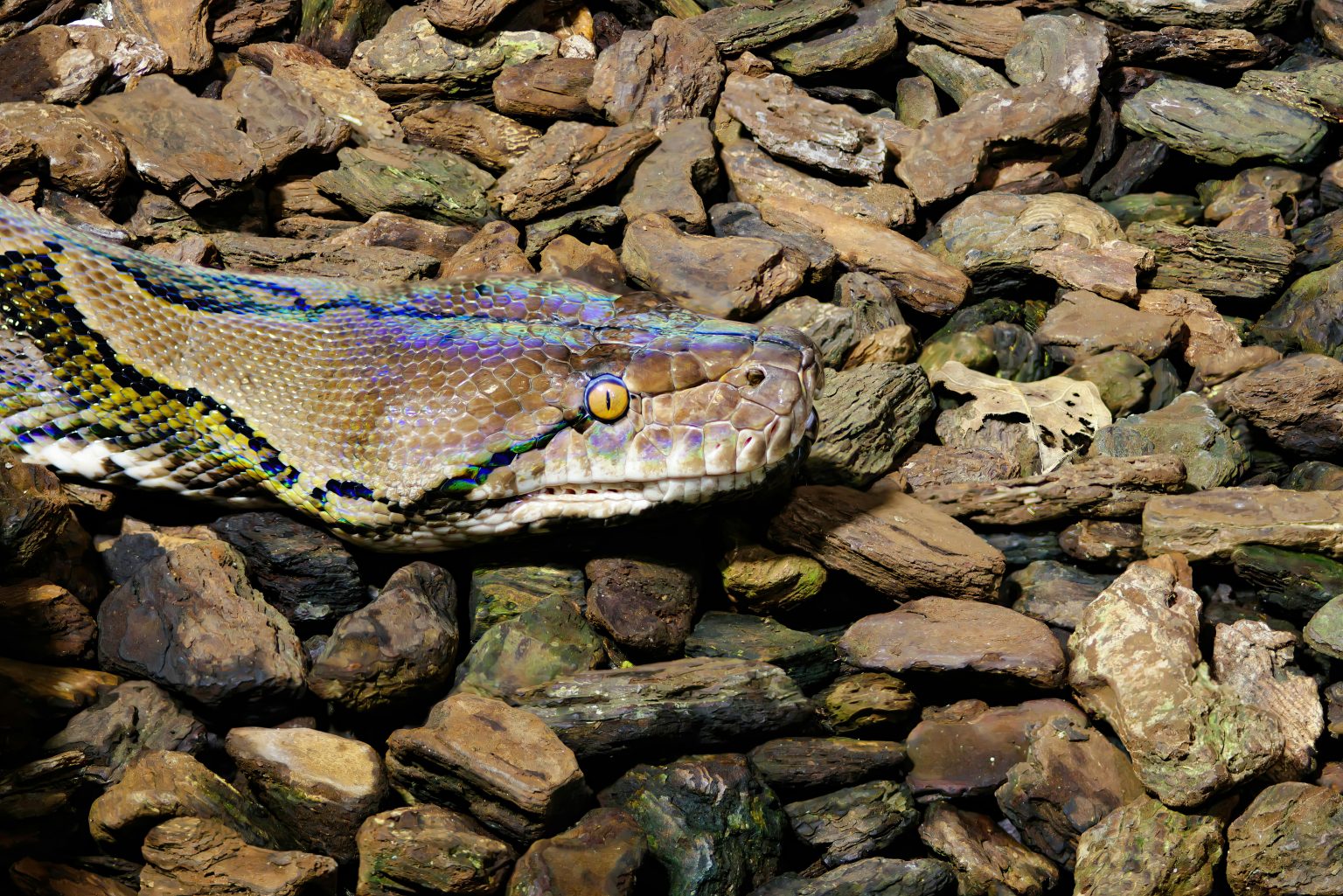 Reticulated Python Care Guide: Everything You Need to Know Before ...