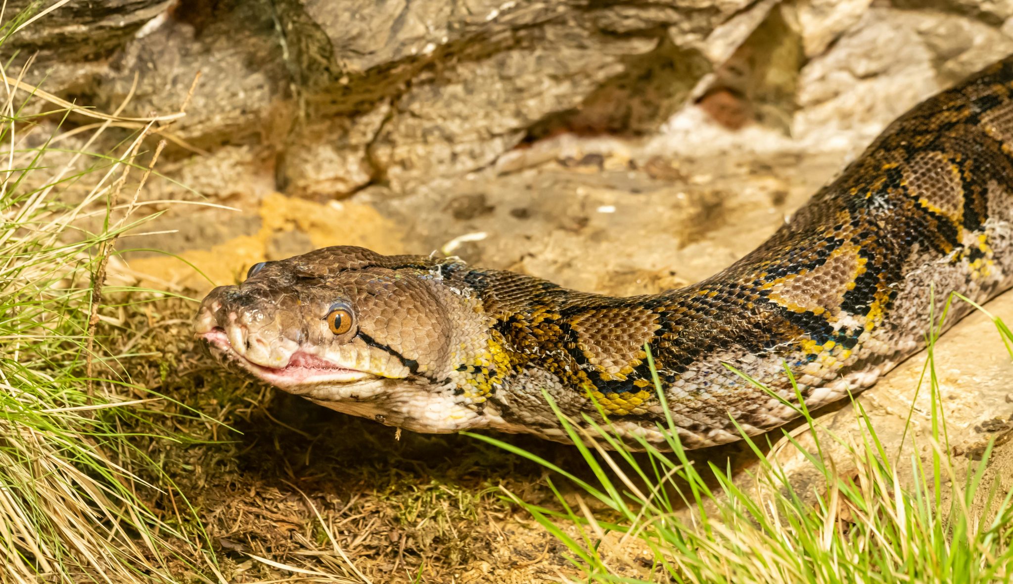 Reticulated Python Care Guide: Everything You Need to Know Before ...