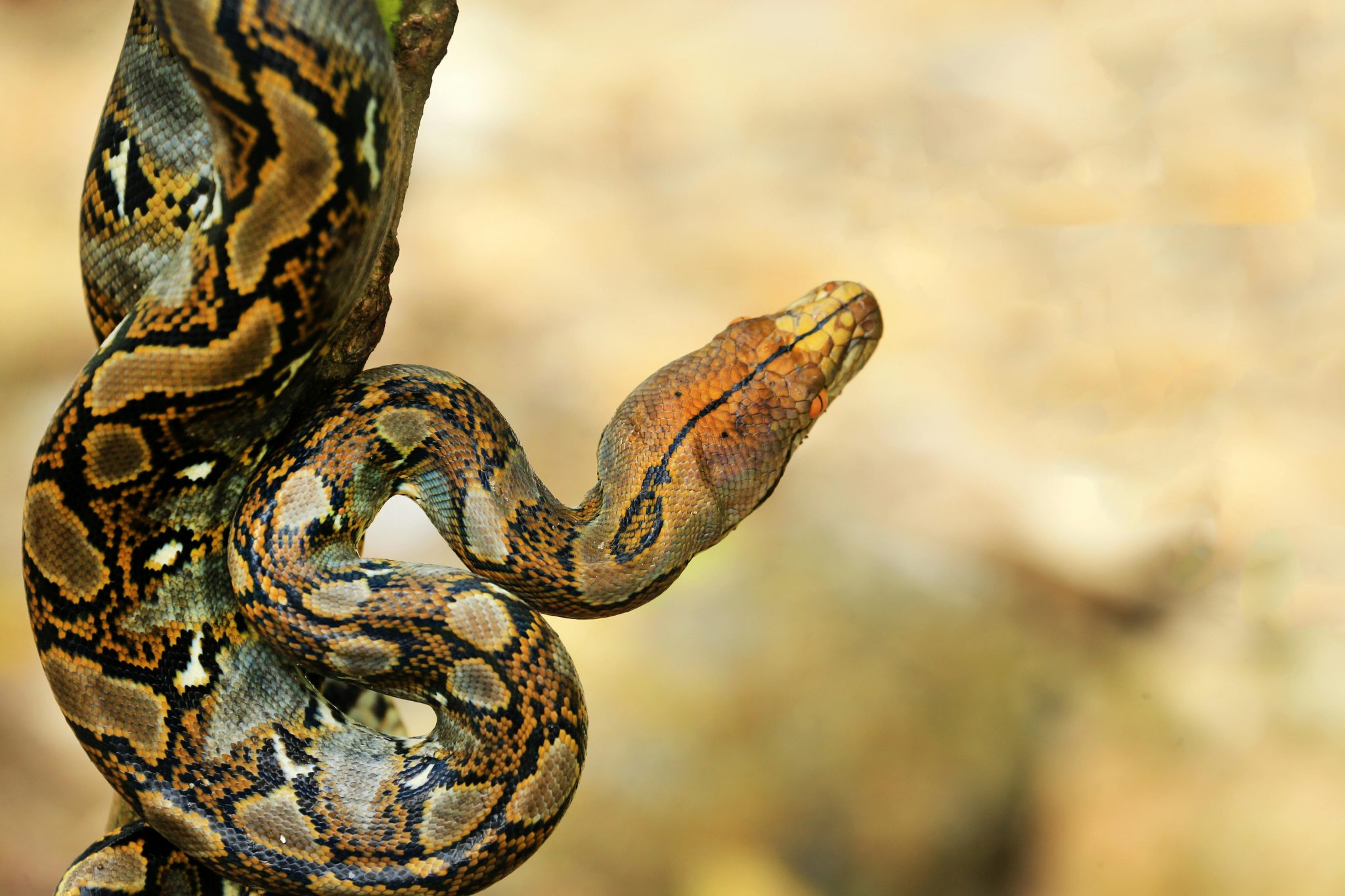 Reticulated Python Care Guide: Everything You Need to Know Before ...