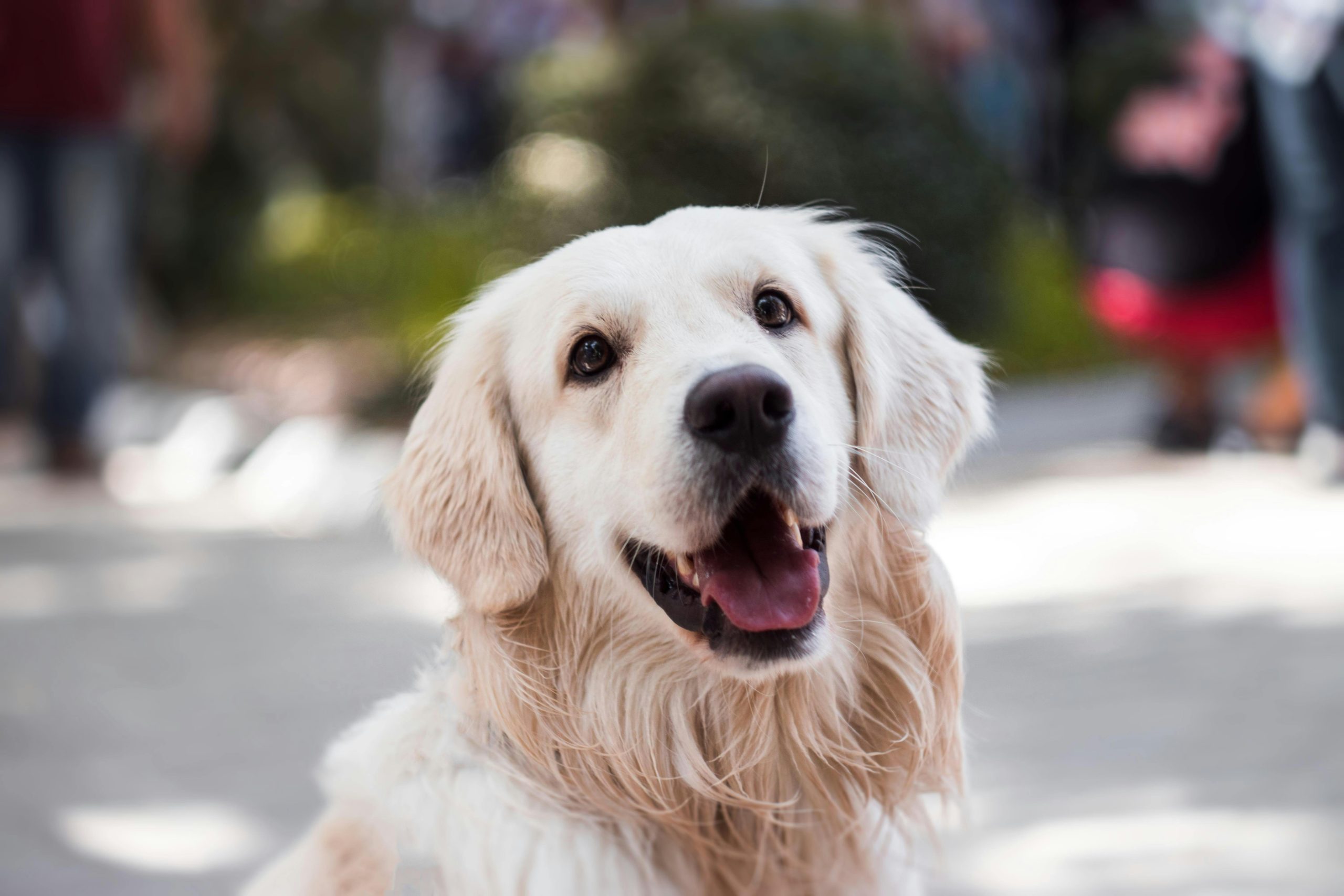 Dog Ownership Guide: Costs, Care & Best Breeds for Your Lifestyle