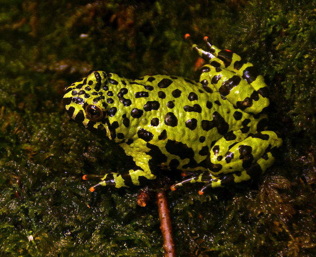Fire-Bellied Toad Care Guide: Habitat, Diet, Behavior & More