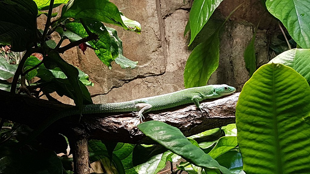 Green Keel-Bellied Lizard Care: The Ultimate Guide to Keeping This Stunning Arboreal Pet