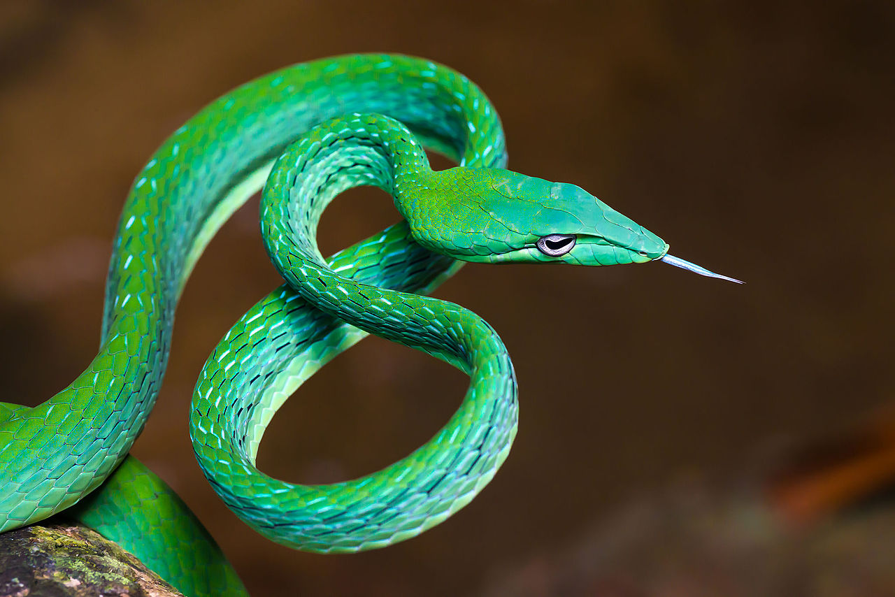 Are Asian Vine Snakes Good Pets? The Truth About Their Care & Challenges