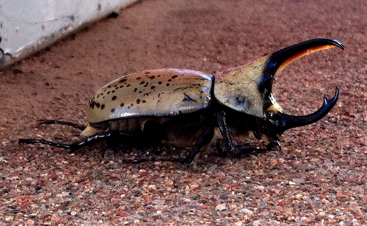 Western Hercules Beetle Care Guide: Complete Pet Owner’s Review