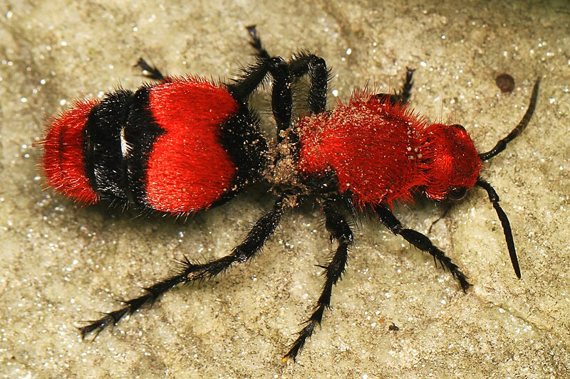 Velvet Ant Care Guide: Are These ‘Cow Killer’ Wasps the Right Pet for You?
