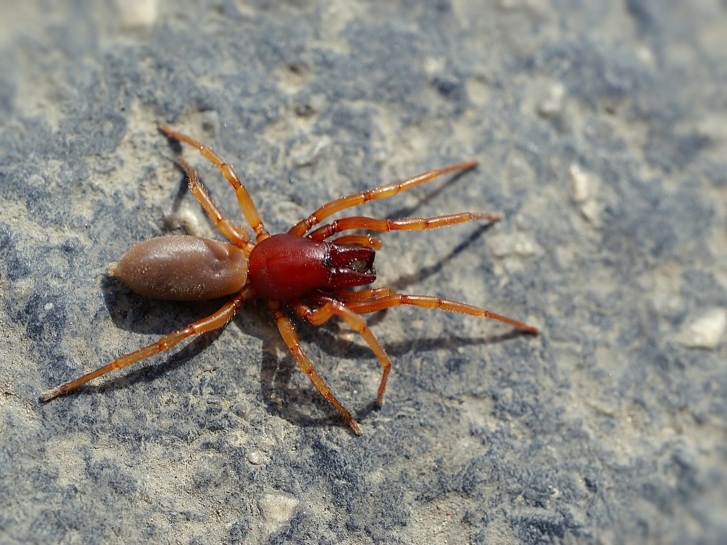 Woodlouse Spider Care Guide: Are These Fanged Hunters Good Pets?