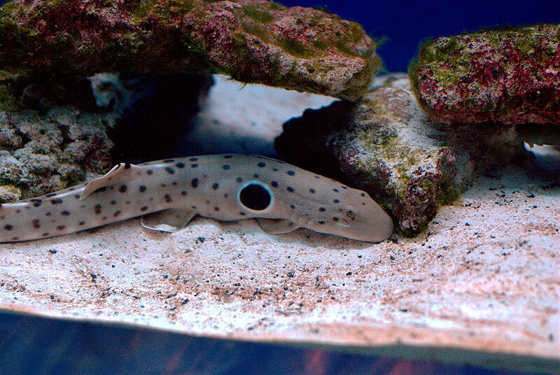 Epaulette Shark Care Guide: Can You Keep a Walking Shark as a Pet?