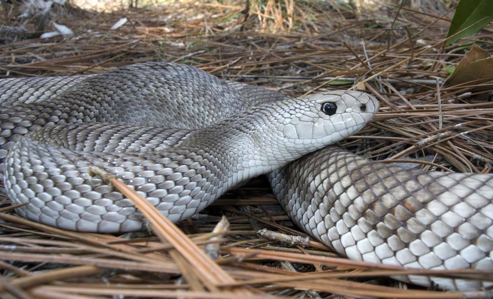 Pine Snake Care Guide: The Perfect Pet Snake for Beginners & Experts?