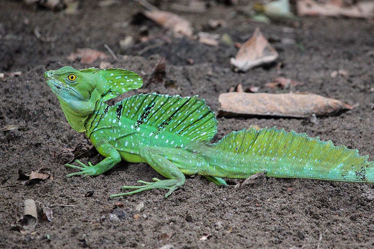 Green Basilisk Lizard Care Guide: Can You Keep the ‘Jesus Christ Lizard’ as a Pet?
